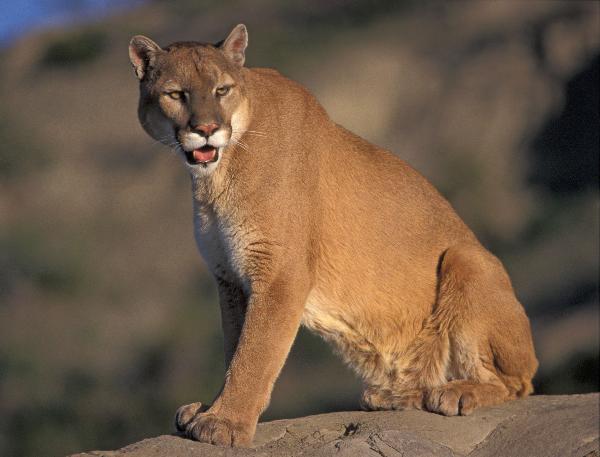 Photo of Puma concolor by David Shackleton